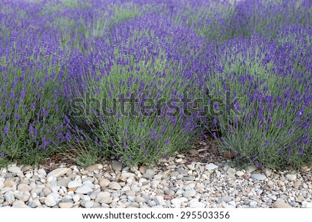 Blooming lavender and stones in front Royalty-Free Stock Photo #295503356