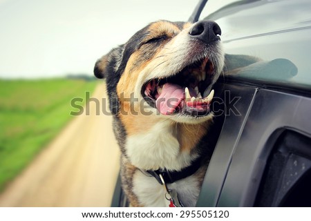 A happy German Shepherd mix breed dog is smiling with his tongue hanging out and his eyes closed as he sticks his head out the family car window while driving down the road. Royalty-Free Stock Photo #295505120