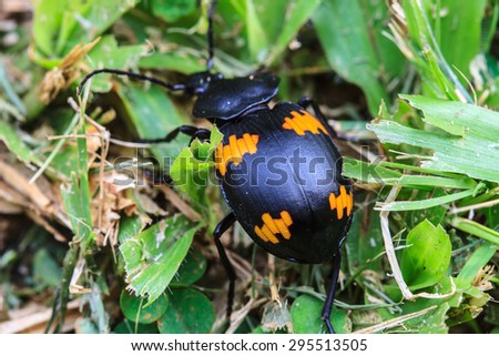 Insect on leaf, beautiful wildlife in nature