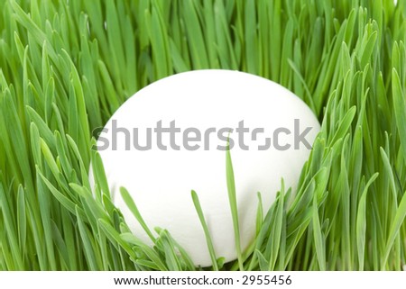 White egg in the grass