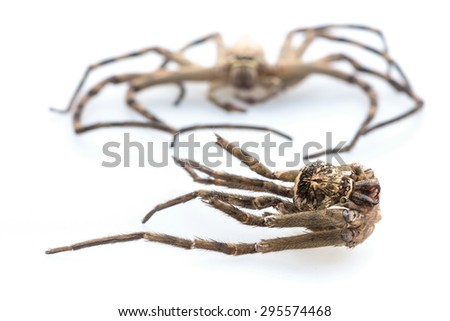 Huntsman spider moulting