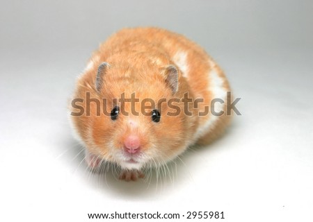 A brown and white Syrian hamster on white card backing