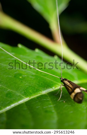 Macro image of a Longhorn moth (Nemophora degeerella)