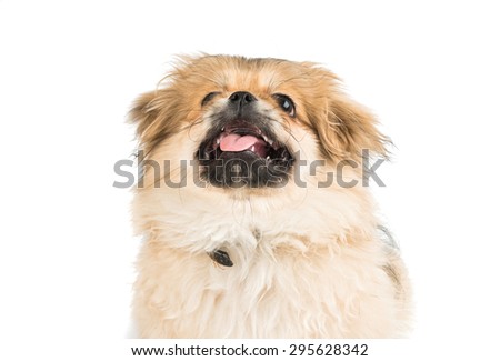 Pekingese puppy on a white background