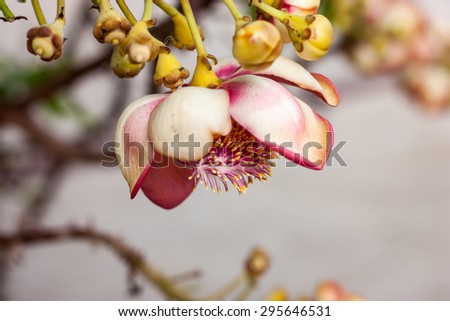 Flower Sal Tree - background blur.