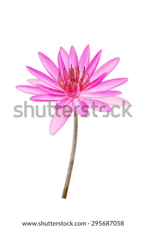 pink water lily flower (lotus) on white background with clipping path