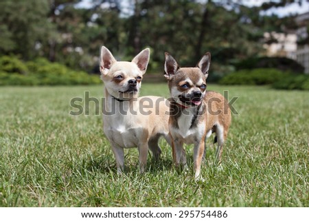 Portrait of nice chihuahua dogs