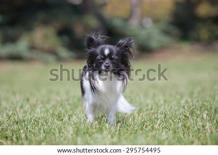 Portrait of nice chihuahua dog