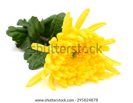 Calendula. Marigold flower with leaves isolated on white