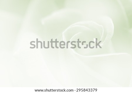 Close up rose in soft and blur style, for background