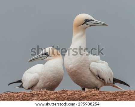 Beautiful gannets at the lonely island Helgoland in North Sea of Germany, 2015