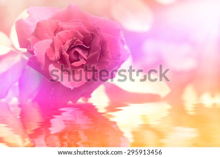 Macro image flowers with water reflection, abstract soft floral background