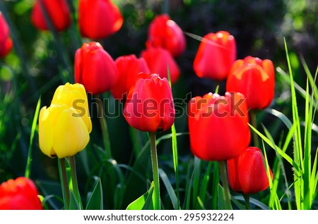 colorful tulips in the garden and spring