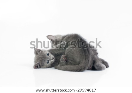 kittens on a white background