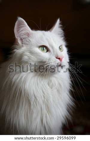 White Angora cat in a profile on a dark background