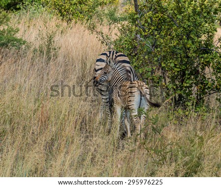 Zebra. Pilanesberg national park. South Africa. 