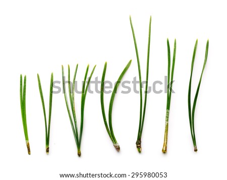 Conifer needles different type on white background Royalty-Free Stock Photo #295980053
