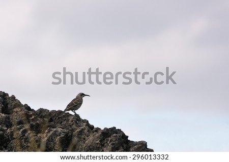 Hood mockingbird resting on a rock. Selective focus was applies, the foreground is out of focus
