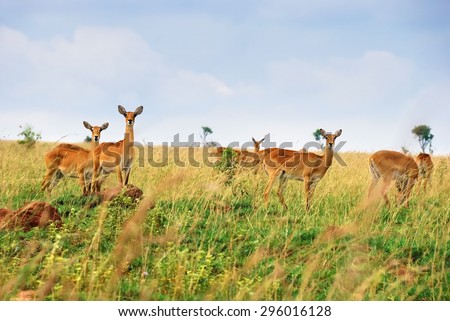 Female antelopes uganda race kob in the Queen Elizabeth national park at dawn, Uganda Royalty-Free Stock Photo #296016128