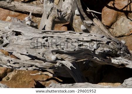 Texture of the sea-washed wood