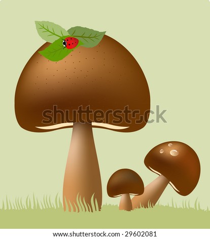 Edible Mushrooms Illustration