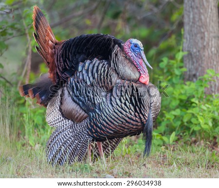 Wild Tom Turkey in Full Color.  Breeding plumage.  Picture taken in New England.