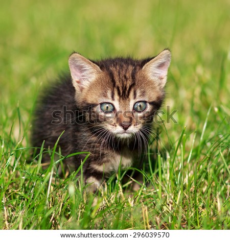 pretty cute striped cat playing in the grass