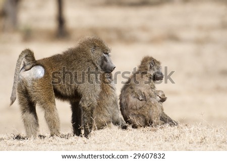 Male baboon standing behind of two females monkey with babies ,  Masai Mara National reserve, Kenya