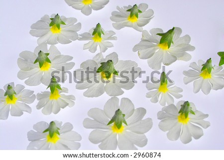 white flowers on the lightbox