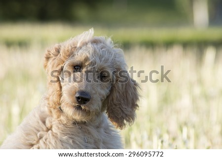 photo of a 3 months old golden-doodle face looking at the camera with an  interrogative look picture taken in front of a luminous natural yellow grassy field