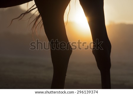 Picture with the legs of a horse with sunrise.