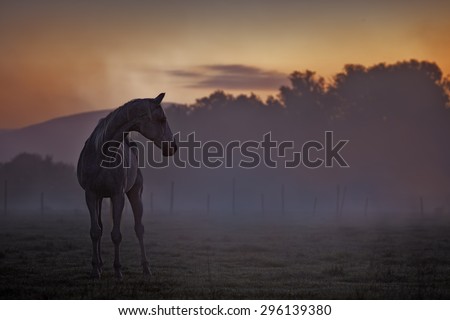 Picture of a horse at dusk with colored background.