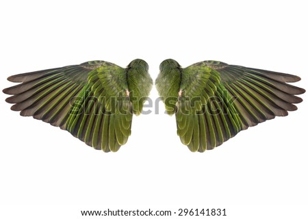 Green pair  of sprawling bird wings  isolated on white