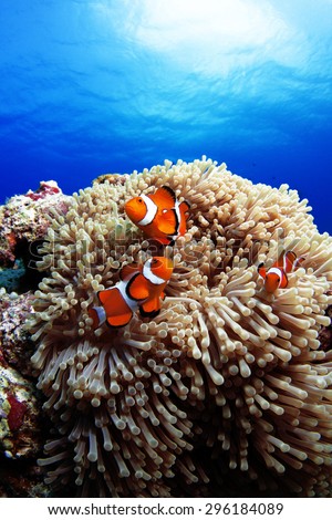 Western clown anemone-fish
 Royalty-Free Stock Photo #296184089