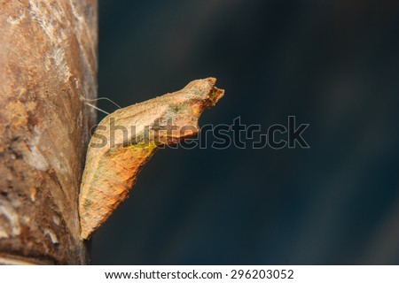 chrysalis of butterfly hanging