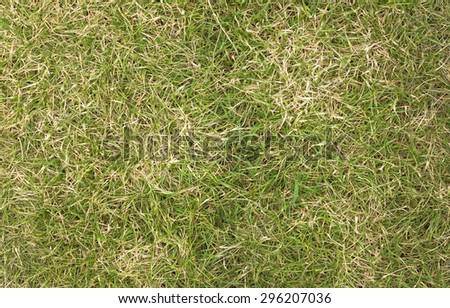 Picture of grass dying from drought.