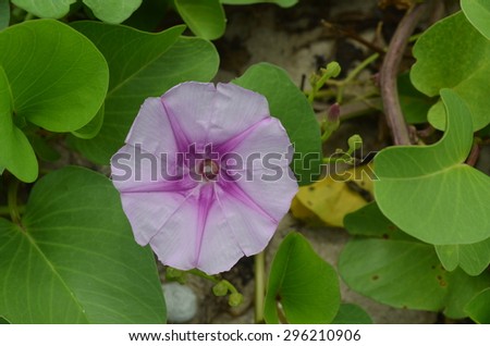 The " Ipomoea pes-caprae" are blooming on the beach in the morning