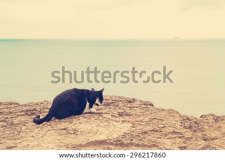 The cat on the beach. Selective focus.