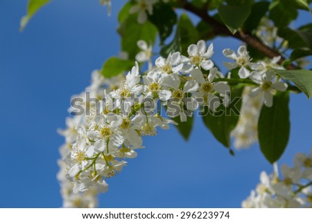 Branch with blooming white flowers