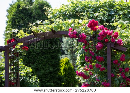 Photo of very nice garden with lots of roses