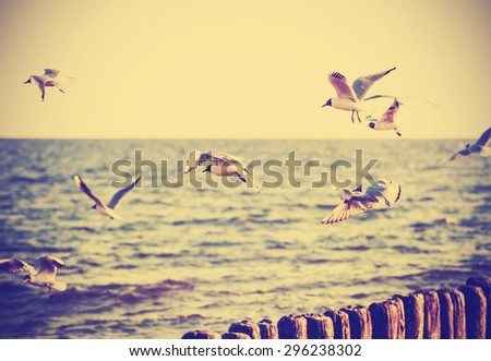 Vintage retro filtered birds on the sea, nature background, old film effect.