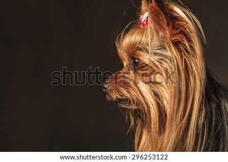 side view of an adorable curious  yorkshire terrier puppy dog looking to something, closeup picture on grey studio background