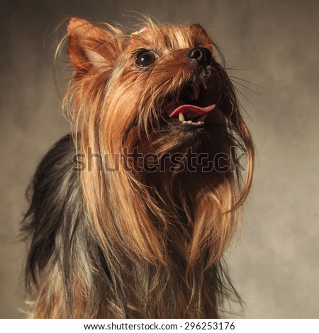 picture of a cute yorkie puppy dog with long coat standing with mouth open and looking up on studio background