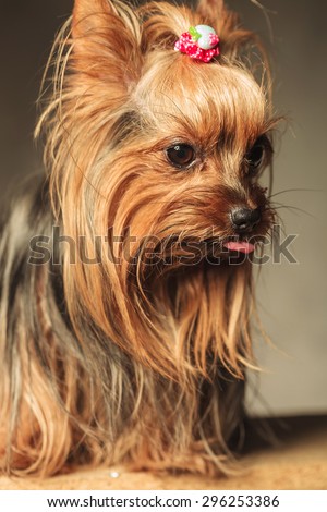 the cutest little yorkshire terrier sticking out her tongue in an adorable picture, side view, looking away from the camera