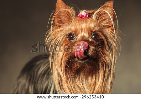 beautiful little hungry yorkshire terrier puppy dog licking her nose and craving some treats, studio picture on a grey background