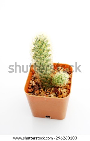 Cactus on a white background