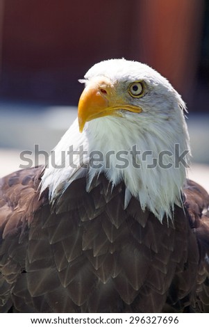 A beautiful North American Bald Eagle.