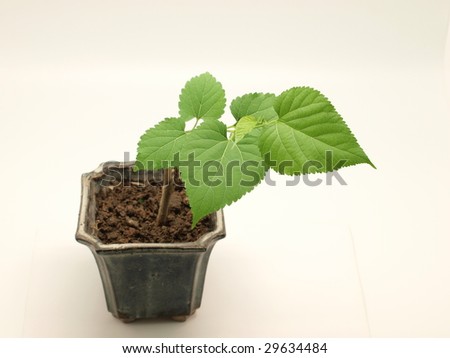 Mulberry tree in pot isolated on white background.