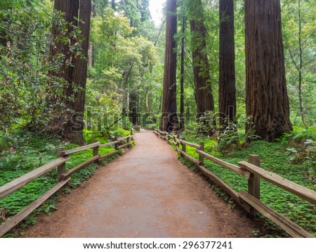 Muir Woods National Monument is an old-growth coastal redwood forest. Royalty-Free Stock Photo #296377241