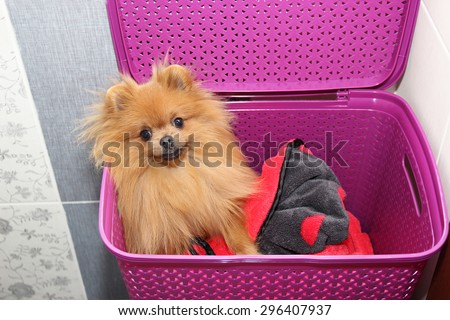 Dog in a purple laundry basket. Pomeranian dog in a basket on white background. Isolated dog and laundry basket